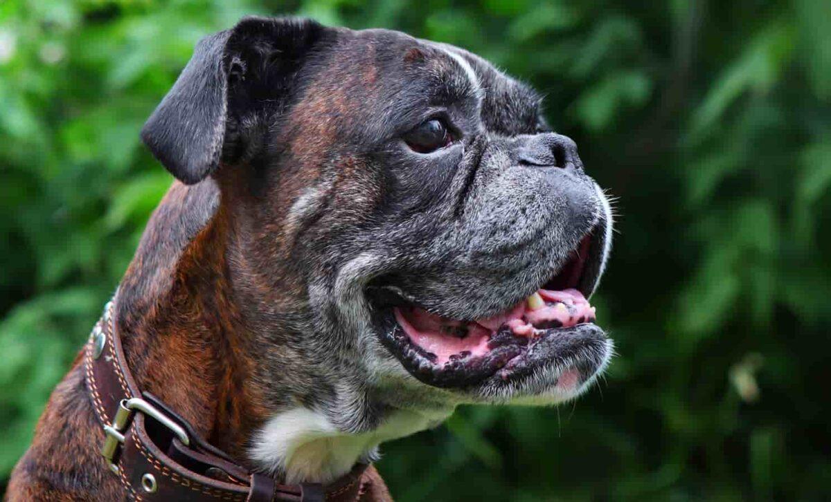 End-of-Life Care Old Boxer dog