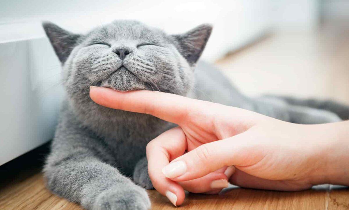 Gray cat having his chin scratched by person's finger.
